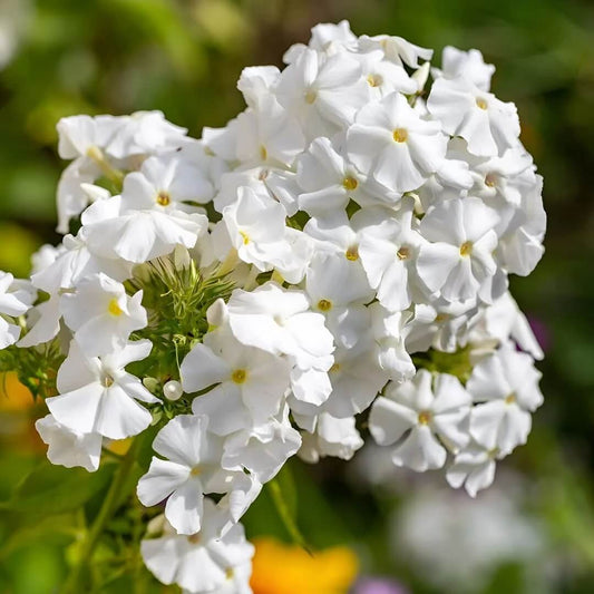 White Phlox Seeds 