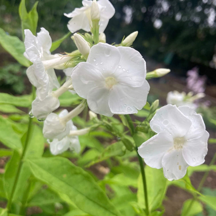 White Phlox Seeds 