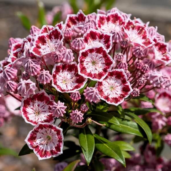 White, Pink & Red Mountain Laurel Seeds