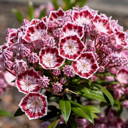 White, Pink & Red Mountain Laurel Seeds