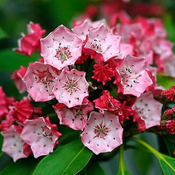 White, Pink & Red Mountain Laurel Seeds