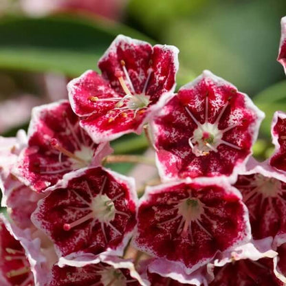 White, Pink & Red Mountain Laurel Seeds