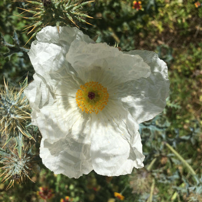 White Poppy Seeds