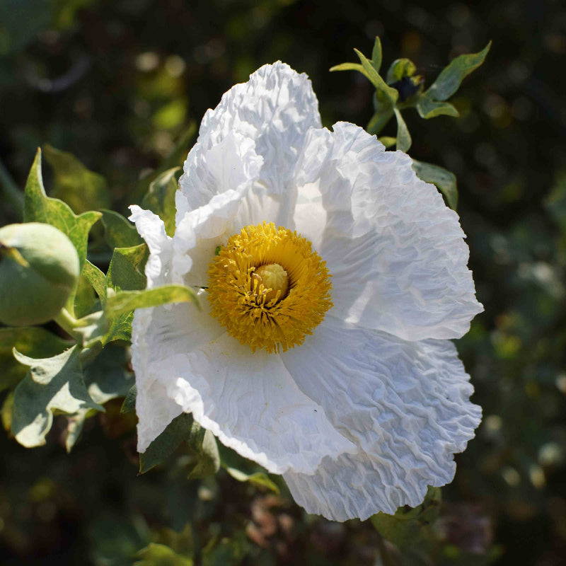 White Poppy Seeds