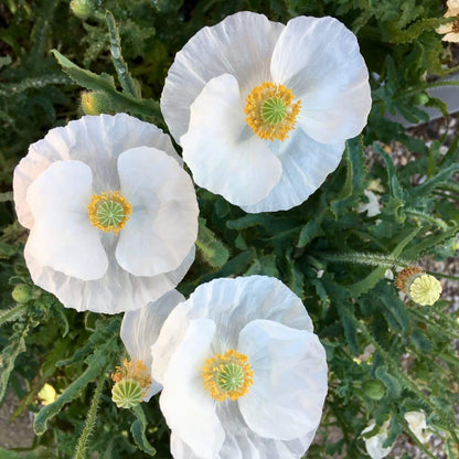 White Poppy Seeds