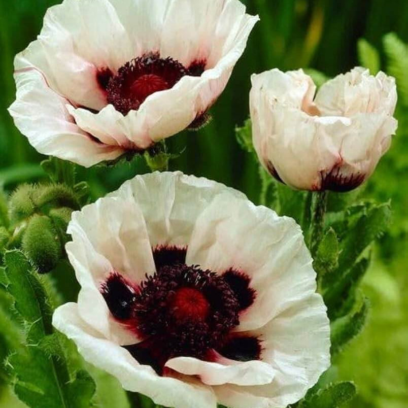 White Poppy Seeds