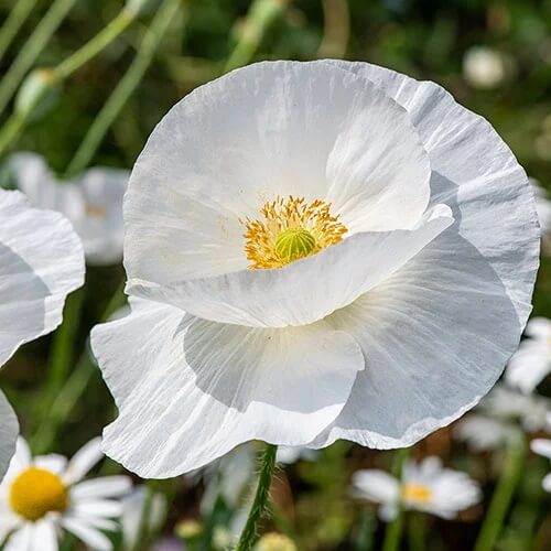 White Poppy Seeds  - Flower Plant