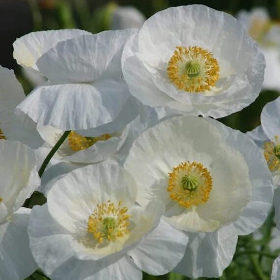 White Poppy Seeds  - Flower Plant