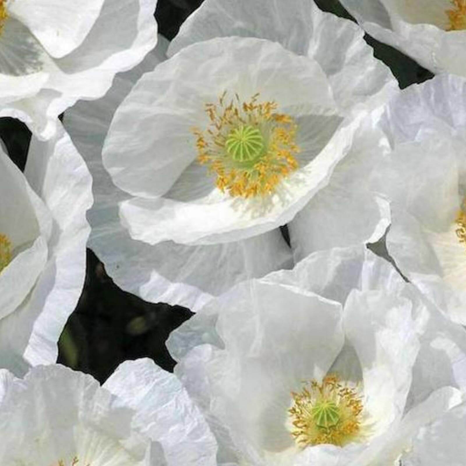 White Poppy Seeds  - Flower Plant