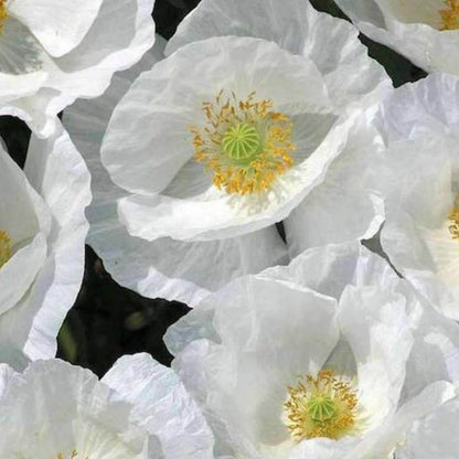 White Poppy Seeds  - Flower Plant