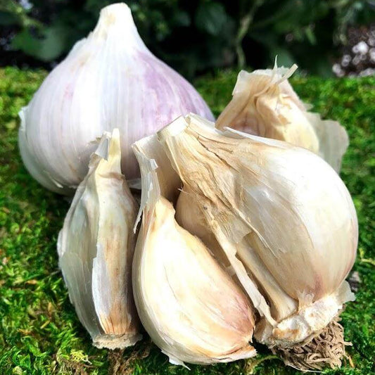 White Porcelain Garlic Seeds