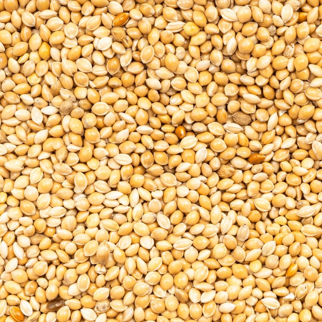 White Proso Millet Seeds 
