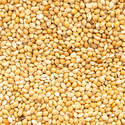 White Proso Millet Seeds 