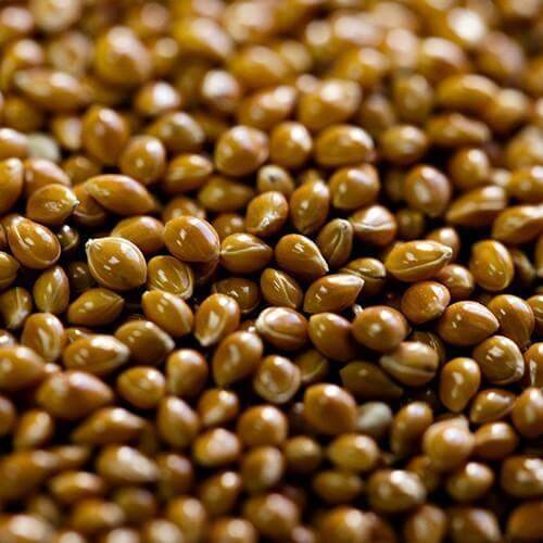 White Proso Millet Seeds 