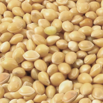 White Proso Millet Seeds 