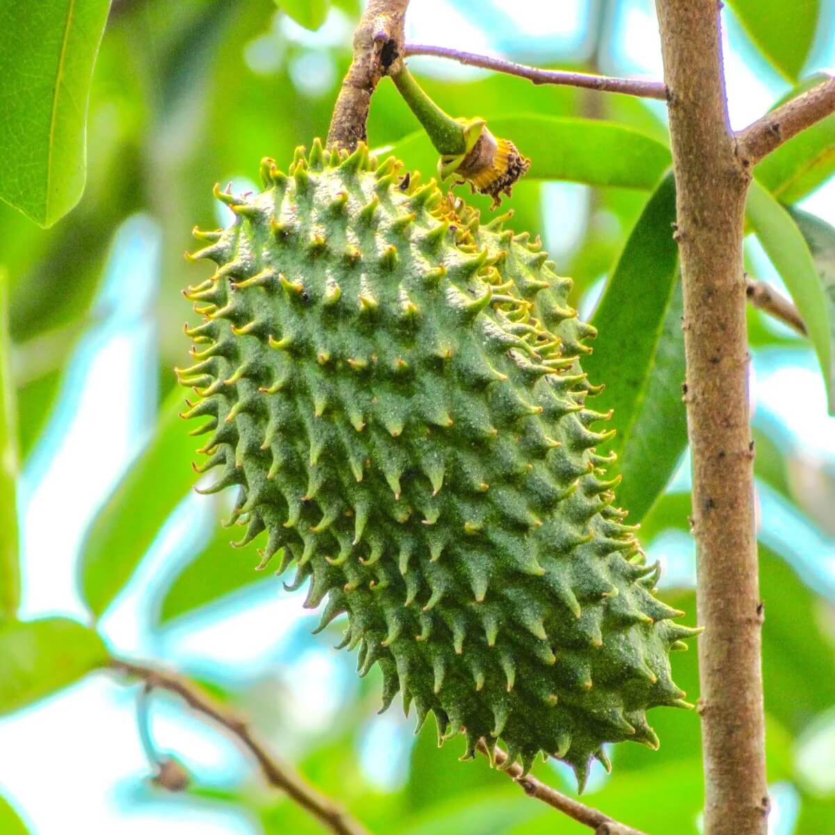White Pulp Soursop Seeds 