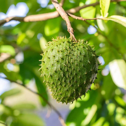 White Pulp Soursop Seeds 