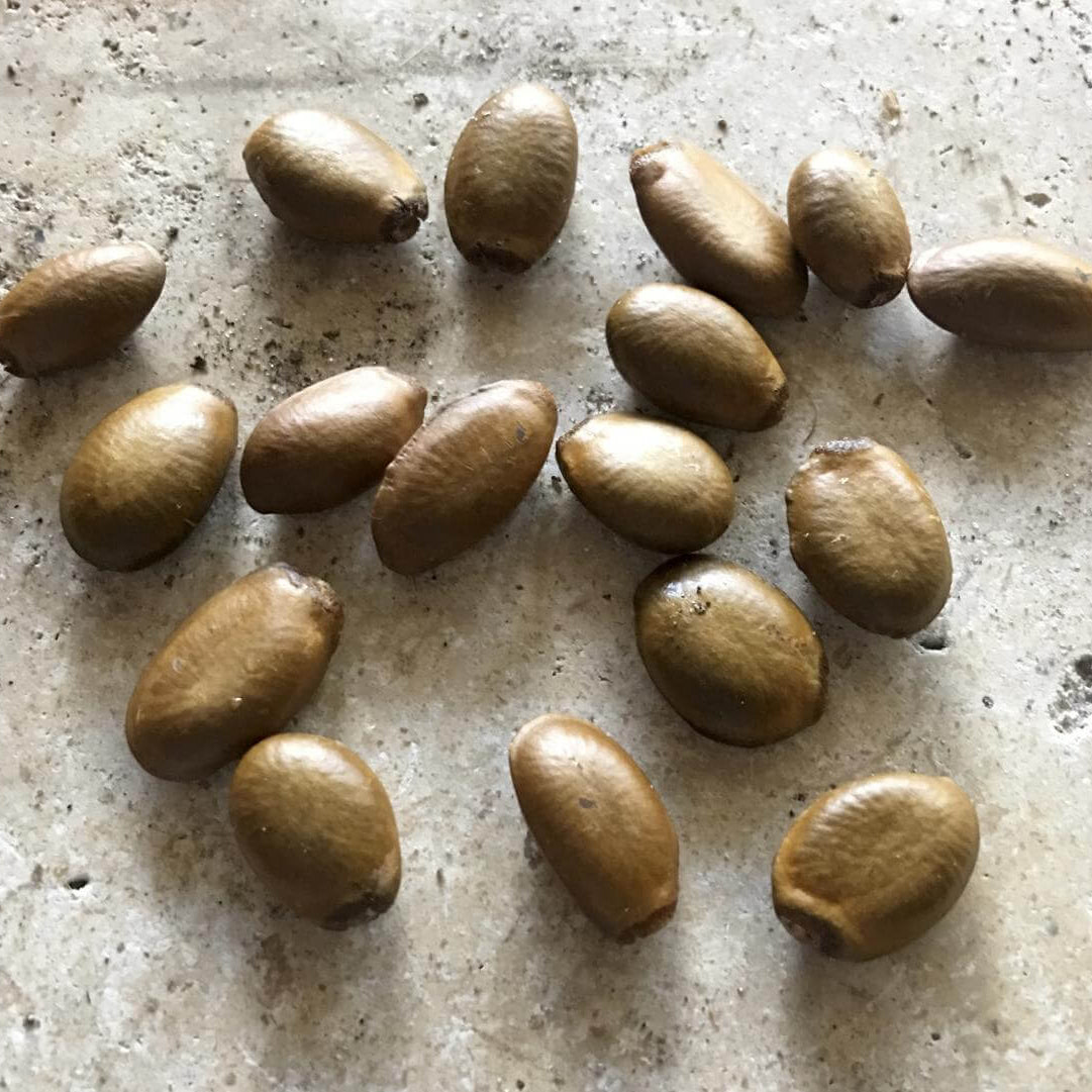 White Pulp Soursop Seeds 