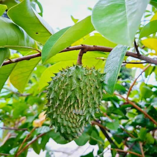 White Pulp Soursop