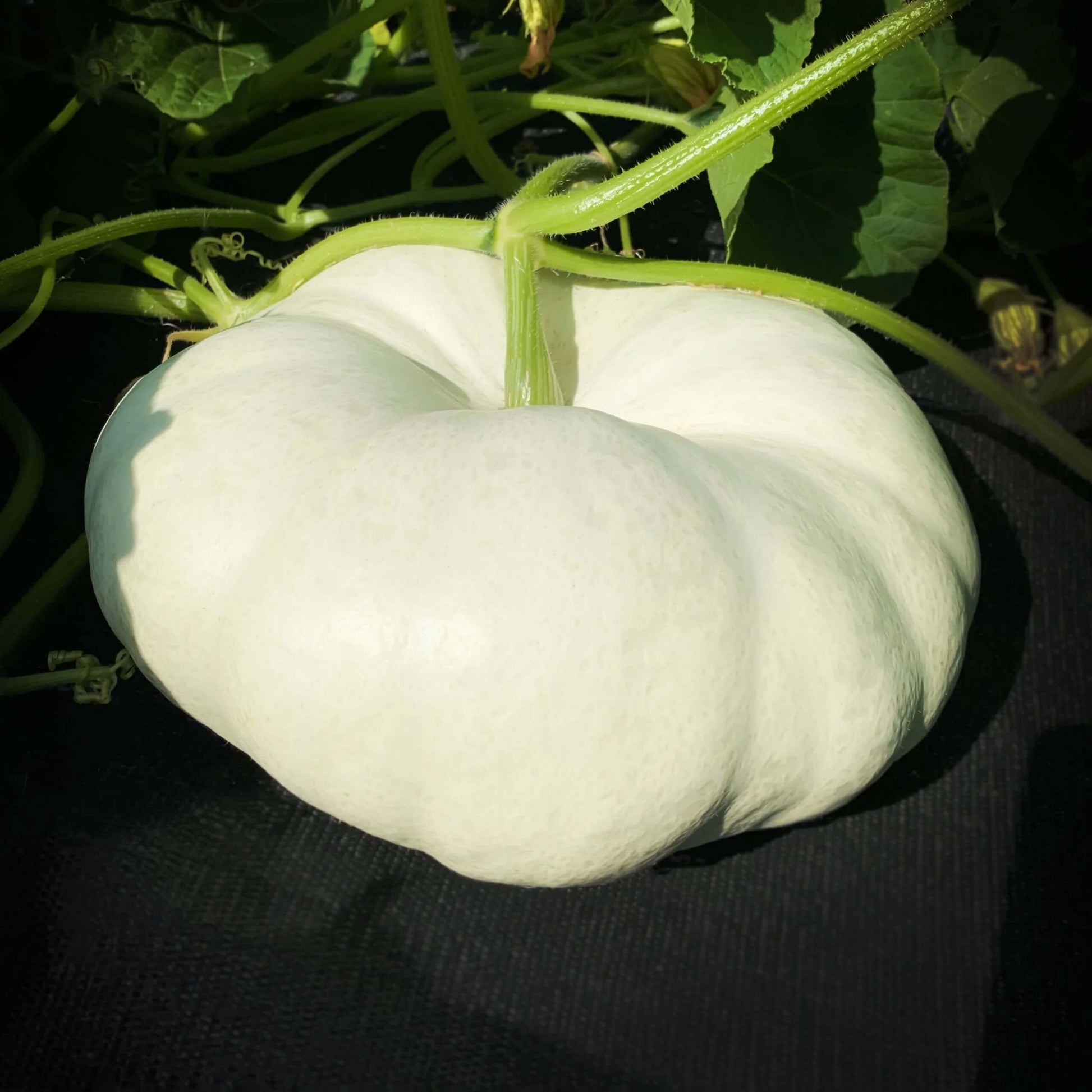 White Pumpkin Seeds 