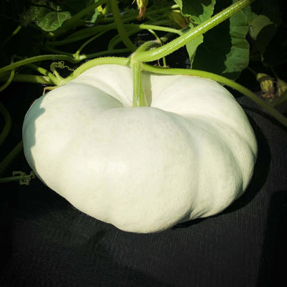 White Pumpkin Seeds 