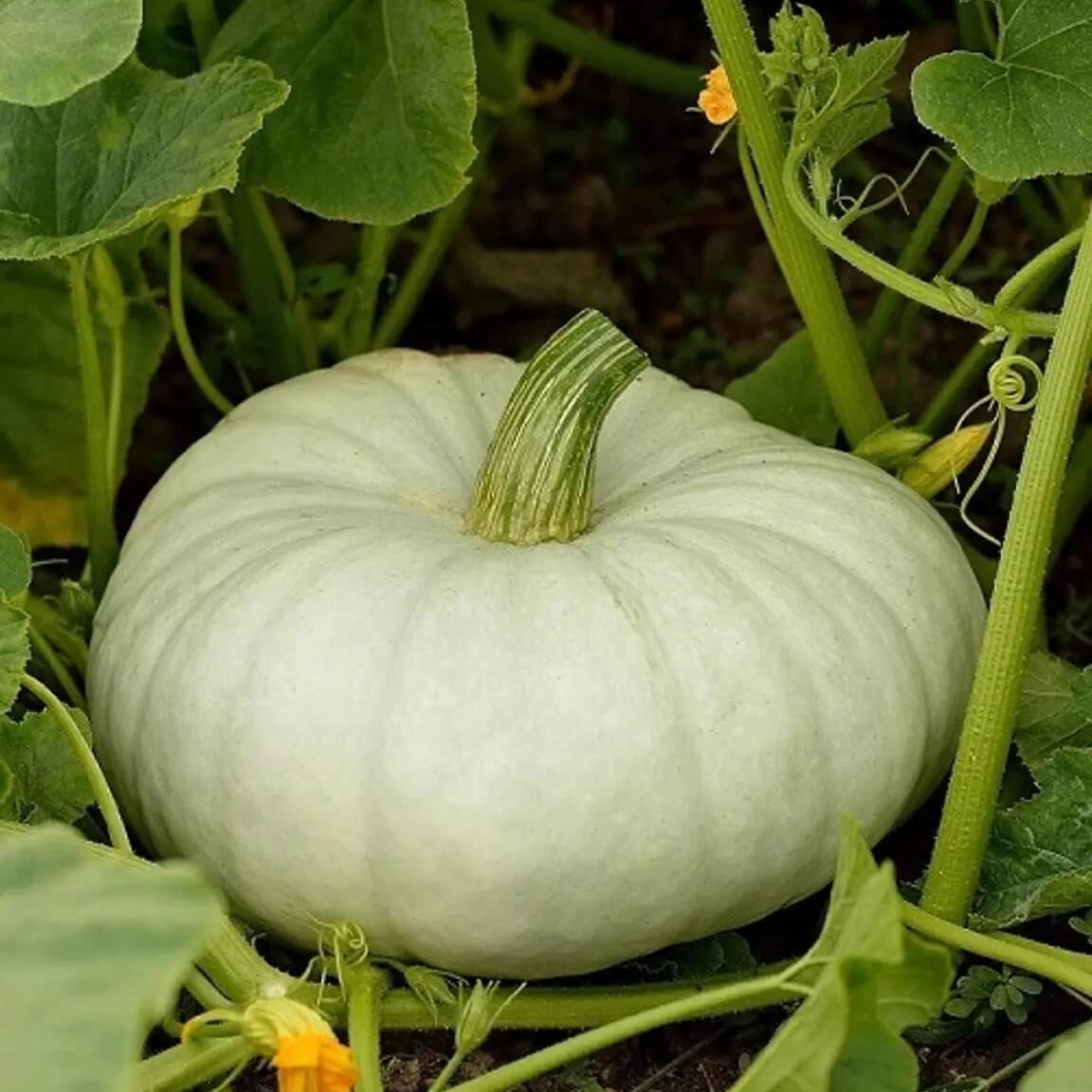 White Pumpkin Seeds 
