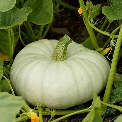 White Pumpkin Seeds 