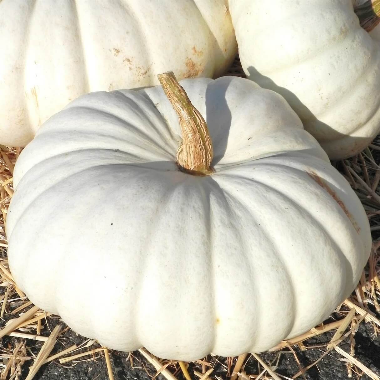 White Pumpkin Seeds 
