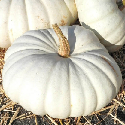 White Pumpkin Seeds 