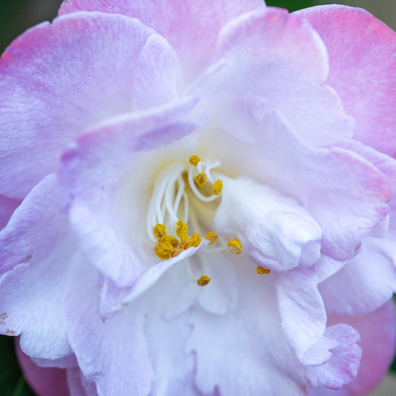 White Purple Camellia Seeds