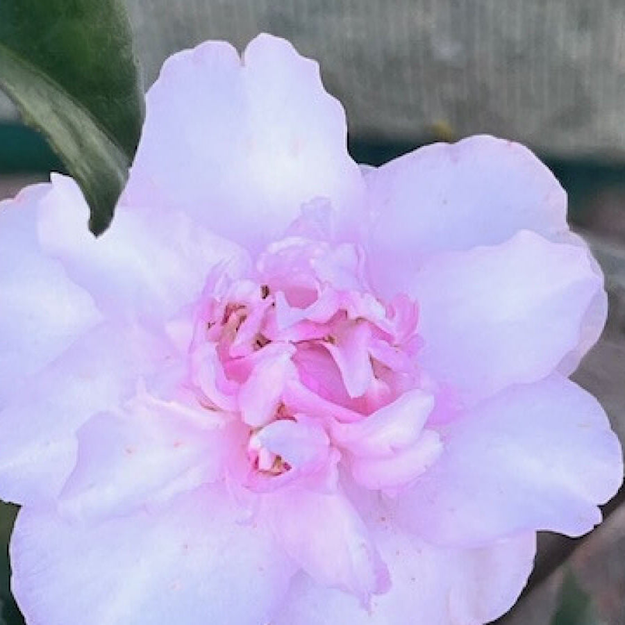 White Purple Camellia Seeds
