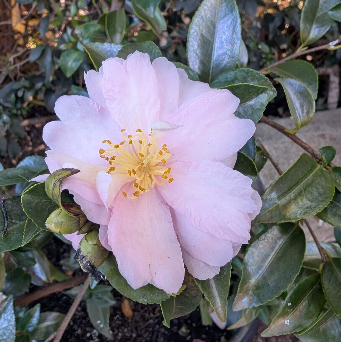 White Purple Camellia Seeds