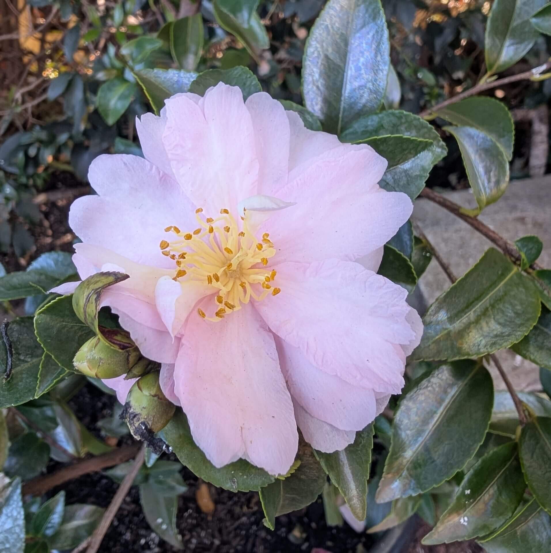 White Purple Camellia Seeds