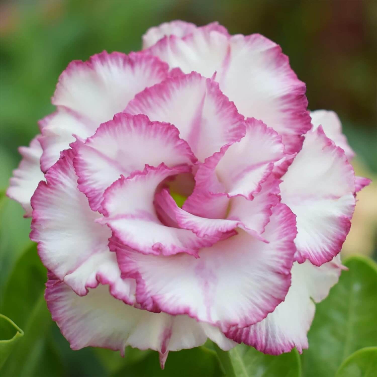 White Purple Desert Rose Seeds - Flower Plant