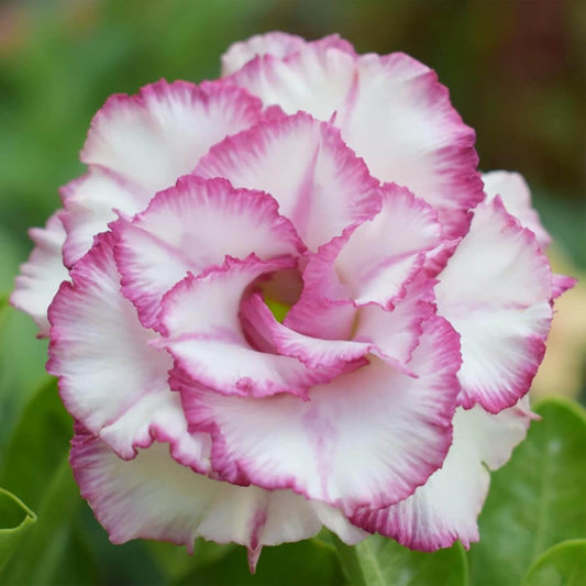White Purple Desert Rose Seeds - Flower Plant