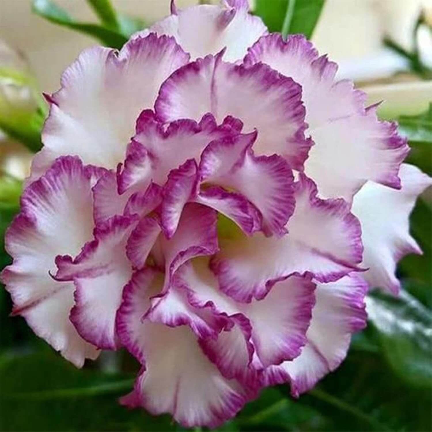 White Purple Desert Rose Seeds - Flower Plant