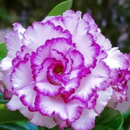 White Purple Desert Rose Seeds - Flower Plant