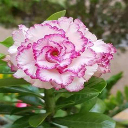 White Purple Desert Rose Seeds - Flower Plant