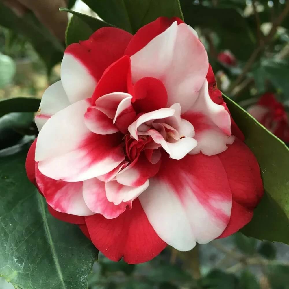 White Red Balsam Camellia Seeds