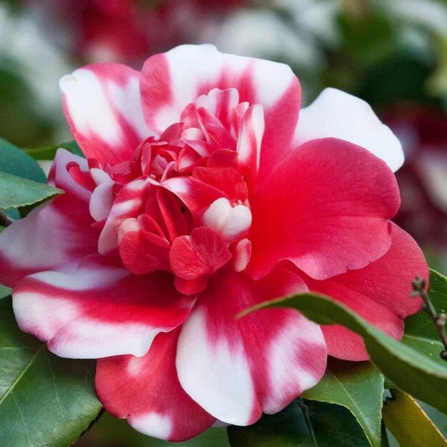 White Red Balsam Camellia Seeds