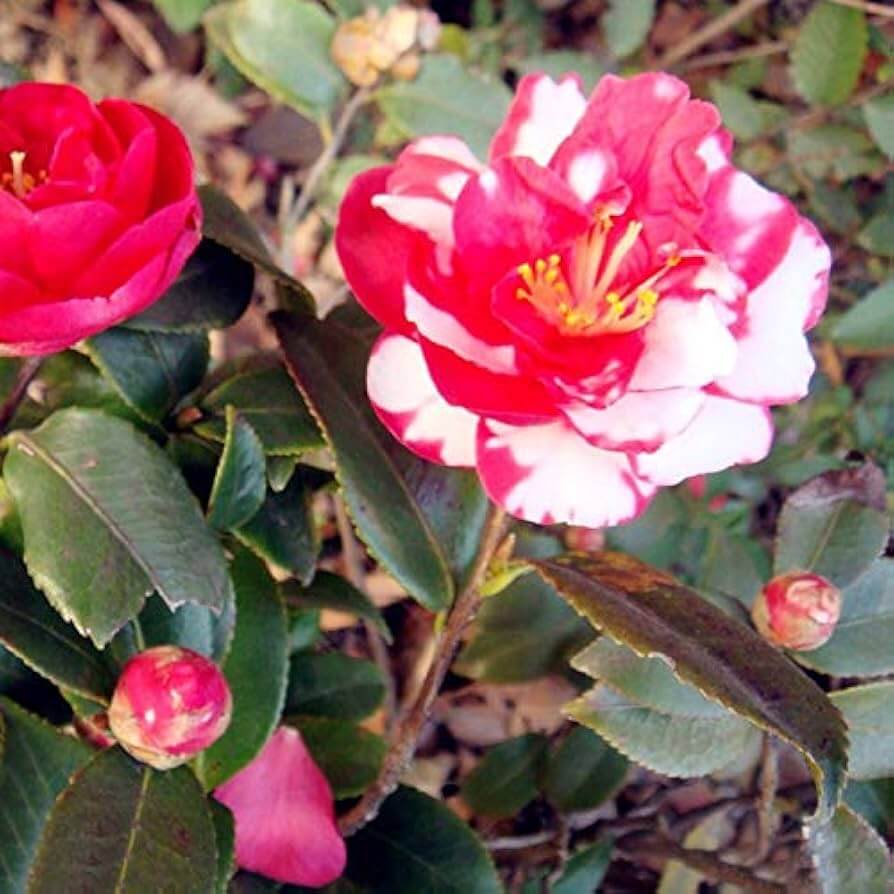 White Red Balsam Camellia Seeds