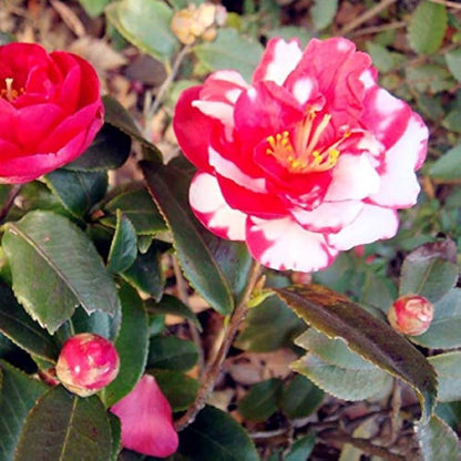 White Red Balsam Camellia Seeds
