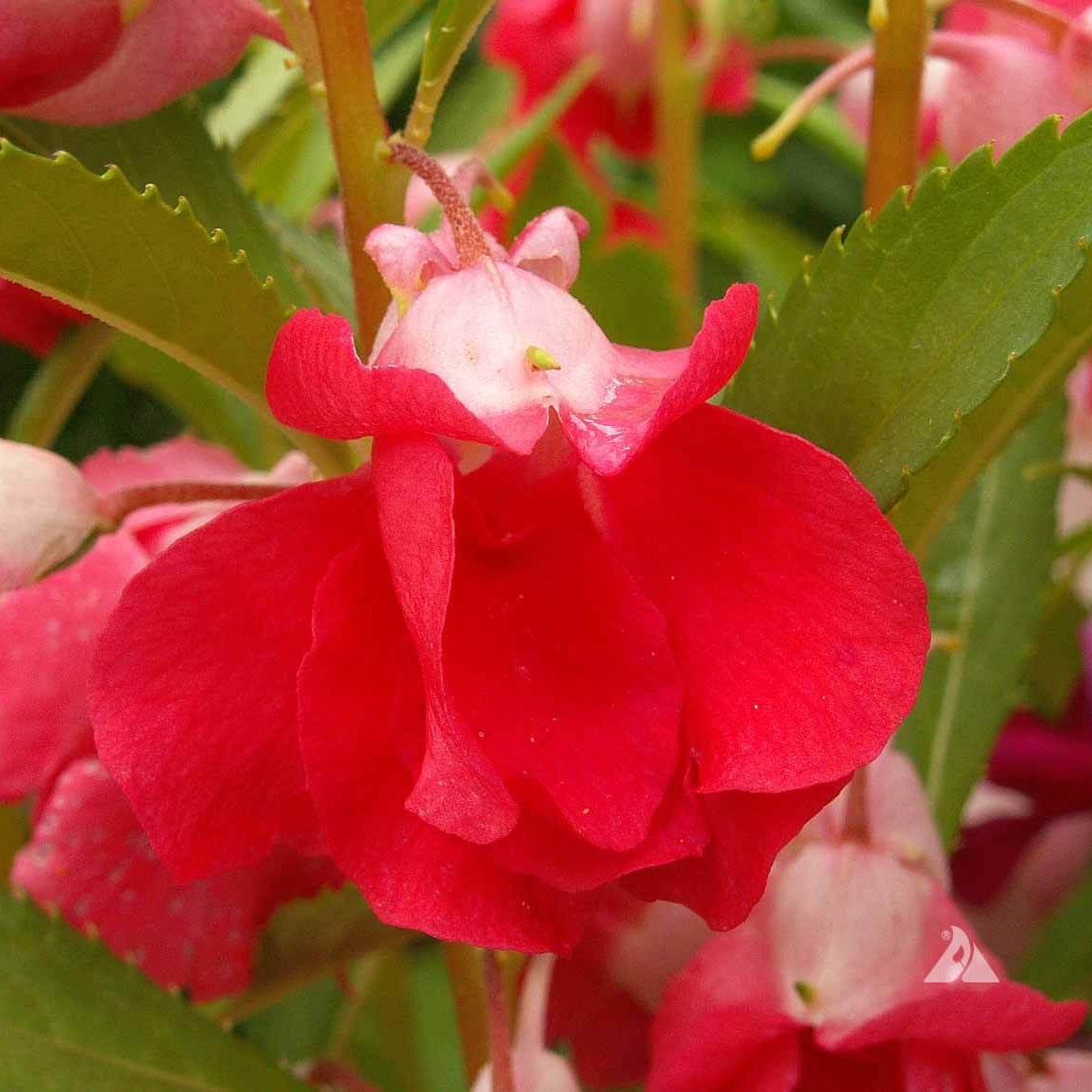 White Red Balsam Camellia Seeds