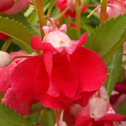 White Red Balsam Camellia Seeds