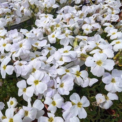 White Rock Cascade Aubrieta Seeds
