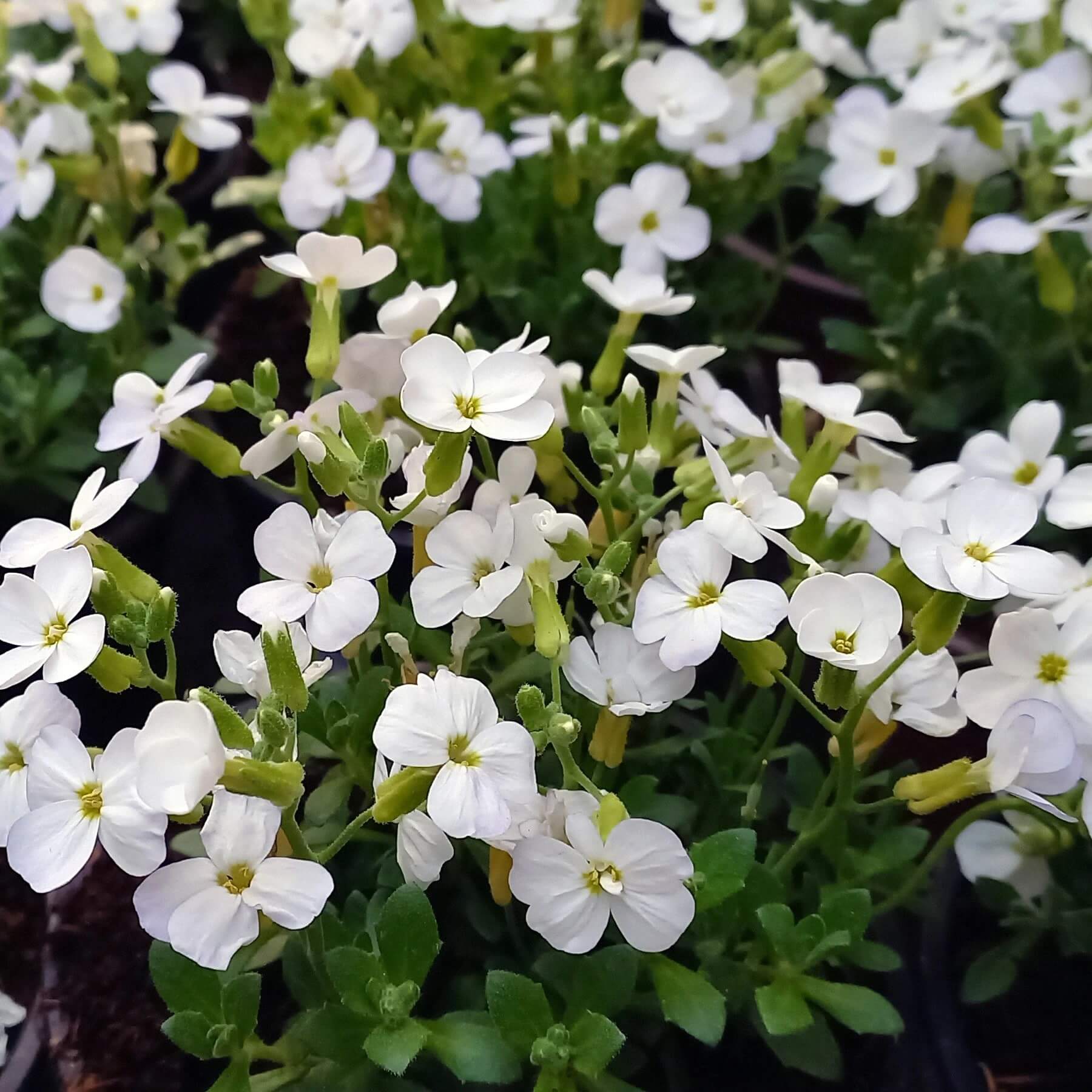 White Rock Cascade Aubrieta Seeds
