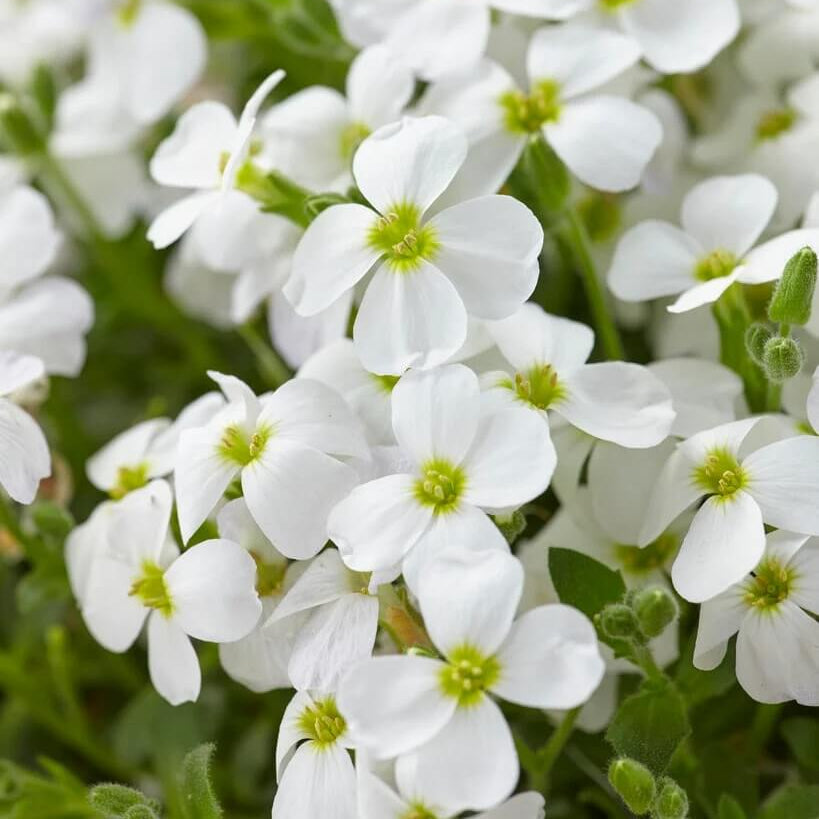 White Rock Cascade Aubrieta Seeds