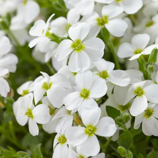 White Rock Cascade Aubrieta Seeds