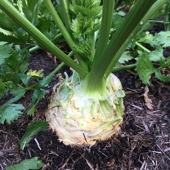 White Root Celeriac Seeds 