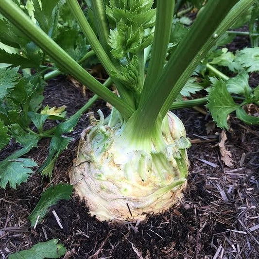 White Root Celeriac Seeds 